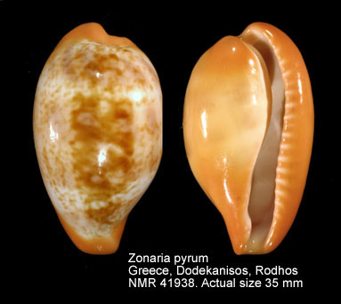 Zonaria pyrum (3).jpg - Zonaria pyrum(Gmelin,1791)